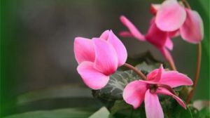 仙客来一年开几次花