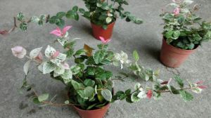 盆栽花叶络石怎么修剪？