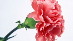 康乃馨花谢后怎么处理？