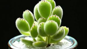 熊童子冬天怎么养
