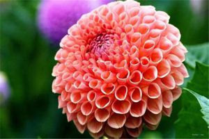 大丽花怎么浇水