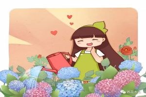 绿萝发财树…不这么浇水，黄叶烂根全找上门！