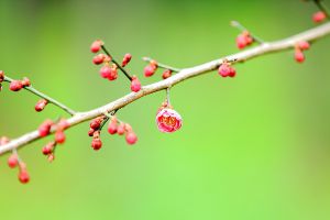 盆栽梅花怎么浇水