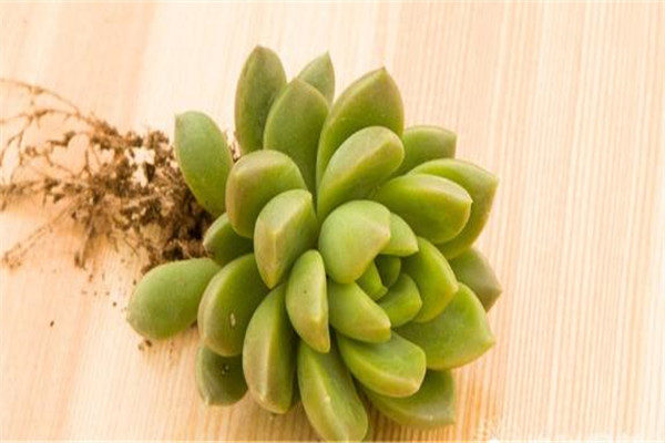 青丽怎么繁殖 青丽怎么繁殖