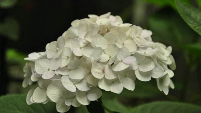 无尽夏怎么修剪 无尽夏怎么修剪