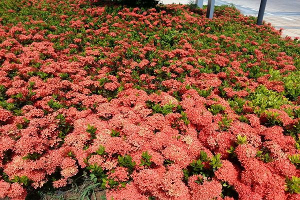龙船花在花谢后怎么处理 龙船花在花谢后怎么处理