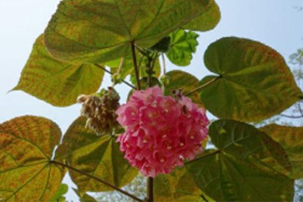 非洲芙蓉的主要价值 非洲芙蓉的主要价值