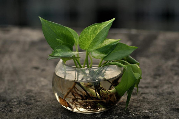 家里养了这些爬藤植物,省下好多装修钱! 家里养了这些爬藤植物,省下好多装修钱!