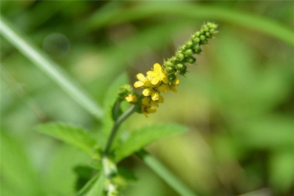 龙芽的功效与作用 龙芽的功效与作用