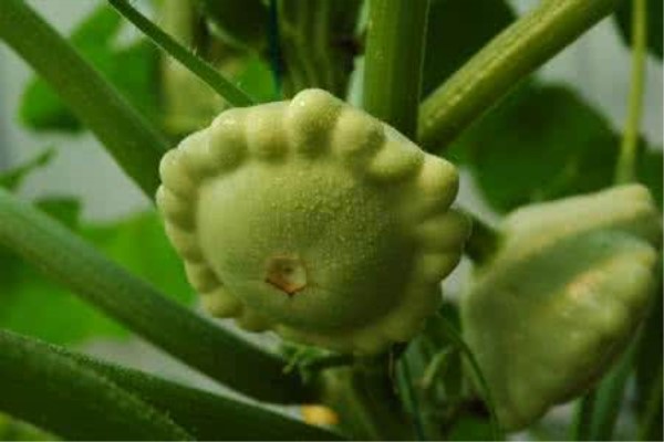 飞碟瓜怎么吃 飞碟瓜怎么吃