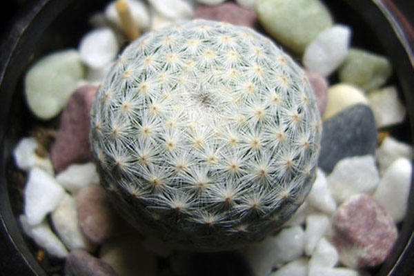 白鸟和姬春星的区别,记住两点好区分! 白鸟和姬春星的区别,记住两点好区分!