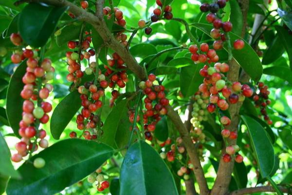 五月茶有哪些功效与作用 五月茶有哪些功效与作用