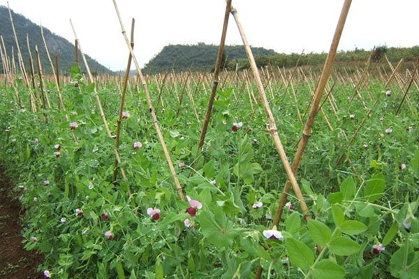 荷兰豆的养殖方法及注意事项 荷兰豆的养殖方法及注意事项