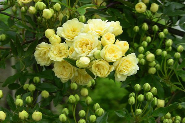 木香花和蔷薇花的区别 木香花和蔷薇花的区别
