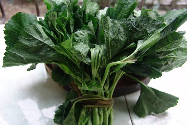 葵菜的主要价值 葵菜的主要价值