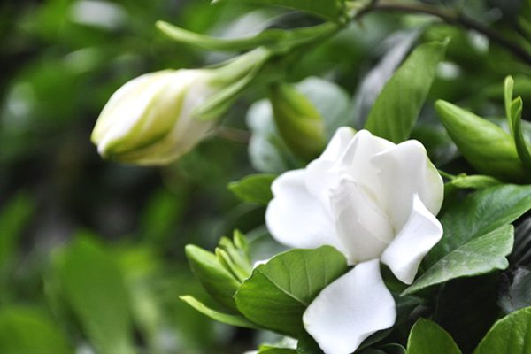 栀子花和白蟾的区别 栀子花和白蟾的区别