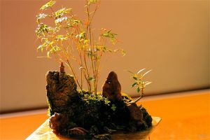 紫竹怎么过冬