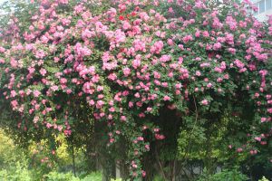 蔷薇花怎么施肥