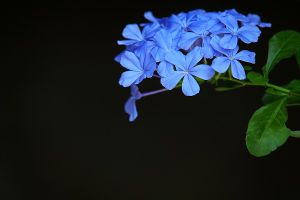 蓝雪花的养殖方法