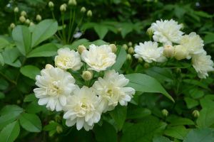 木香花怎么修剪
