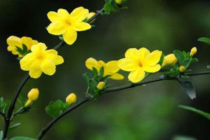 迎春花怎么浇水