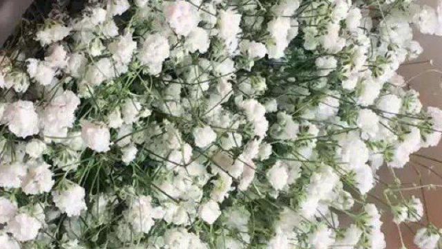 麦蓝菜和满天星的区别 麦蓝菜和满天星的区别