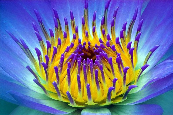 睡火莲的花语及象征意义 睡火莲的花语及象征意义