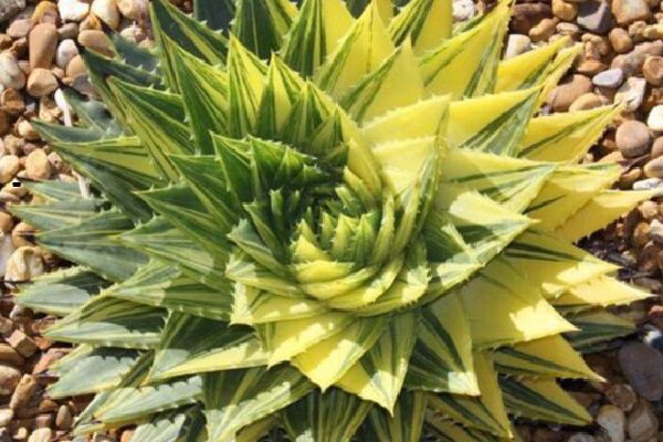 芦荟女王的病虫害防治 芦荟女王的病虫害防治