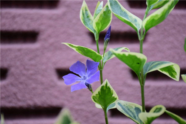 花叶蔓长春怎么繁殖 花叶蔓长春怎么繁殖
