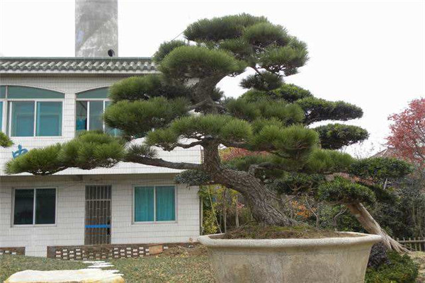 黑松的病虫害防治 黑松的病虫害防治