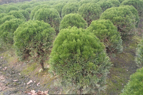 圆柏的繁殖方法 圆柏的繁殖方法