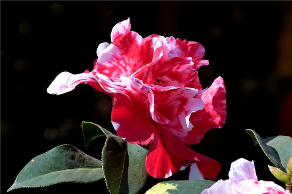 八种冬季花开不断的花卉 八种冬季花开不断的花卉