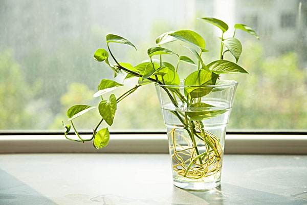 适合冬季阳台种植的5种爬藤植物 适合冬季阳台种植的5种爬藤植物