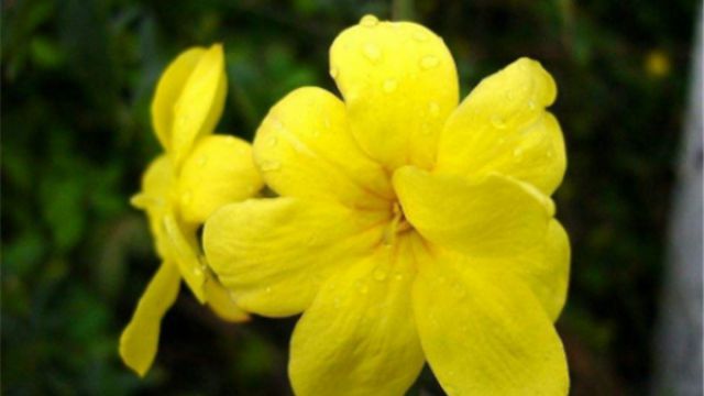 迎夏和迎春花的区别 迎夏和迎春花的区别