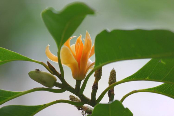 如何使黄兰在元旦开花 如何使黄兰在元旦开花