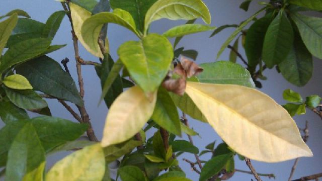 冬天植物发黄的原因和解决方法 冬天植物发黄的原因和解决方法