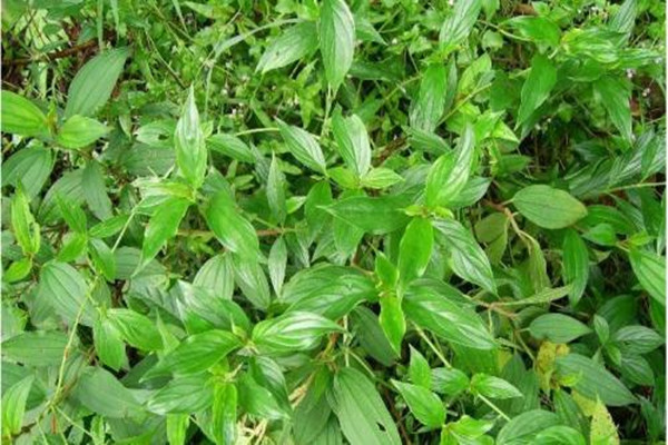 白花银背藤的繁殖方法 白花银背藤的繁殖方法