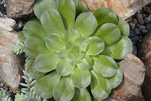 莲花掌的常见品种
