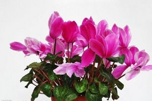 如何使仙客来在圣诞开花