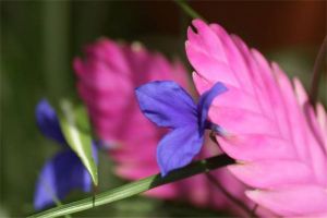 冬天养铁兰的禁忌