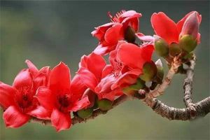 如何使木棉在元旦开花