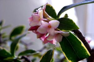 冬季盆栽瑞香花怎么养
