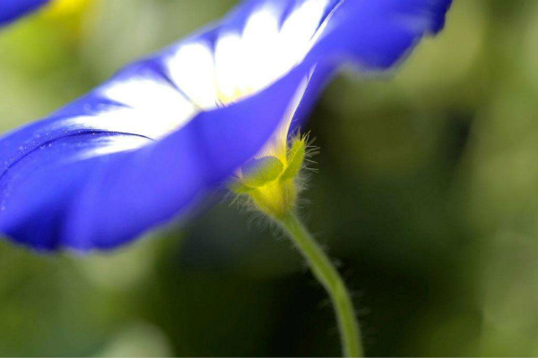 三色旋花怎么养 三色旋花怎么养