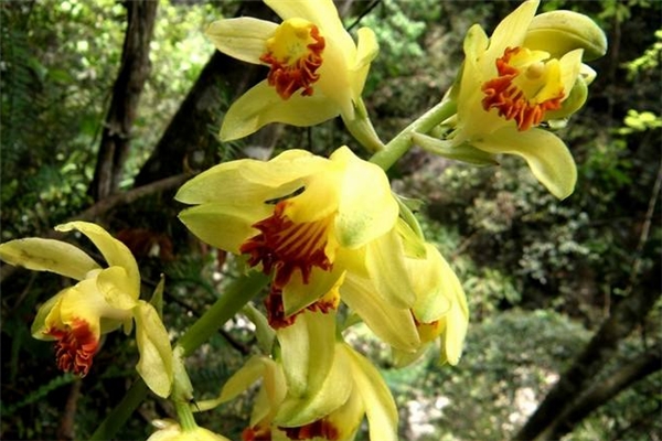 黄花鹤顶兰的病虫害防治 黄花鹤顶兰的病虫害防治