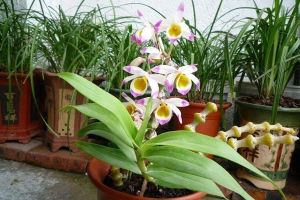 肿节石斛的花语和含义 肿节石斛的花语和含义
