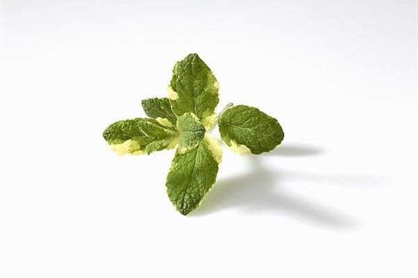 苹果薄荷的养殖方法 苹果薄荷的养殖方法