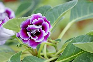 大岩桐冬天怎么浇水