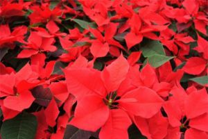 如何使一品红在元旦开花