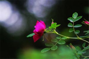 苦水玫瑰怎么浇水