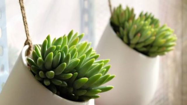 玉珠帘和千佛手的区别 玉珠帘和千佛手的区别